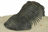Detailed Paralejurus Trilobite - Atchana, Morocco #204311-4